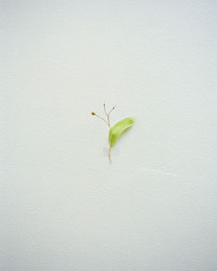 LeafOnWall
